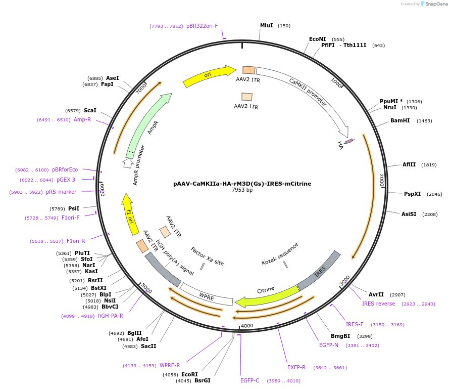 50468-plasmid-map-sequence-id-75484