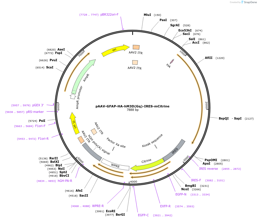 50470-plasmid-map-sequence-id-75489