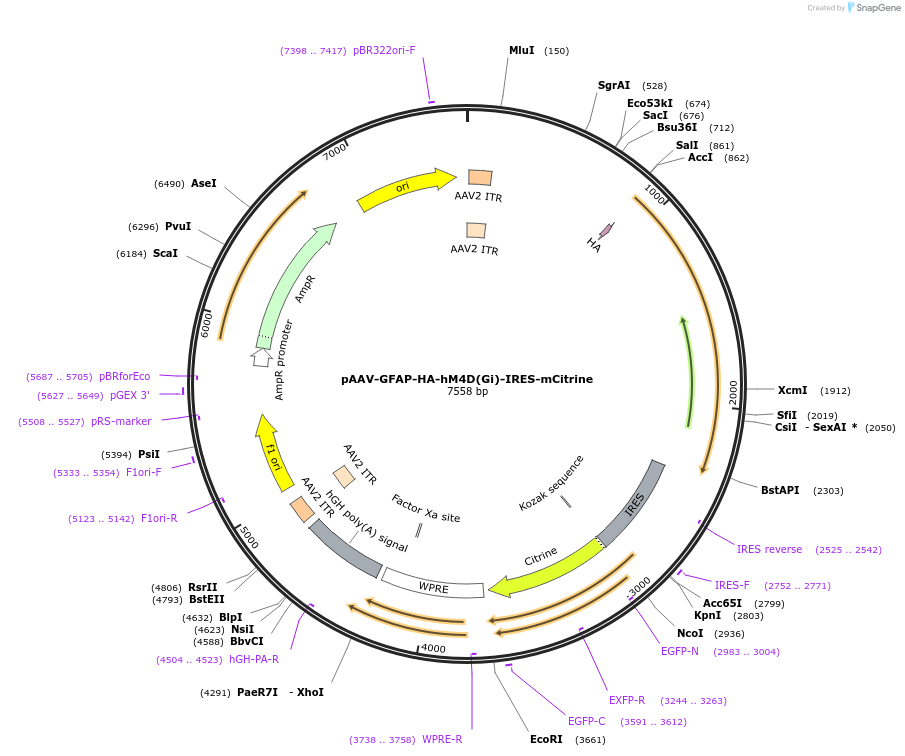 50471-plasmid-map-sequence-id-75491
