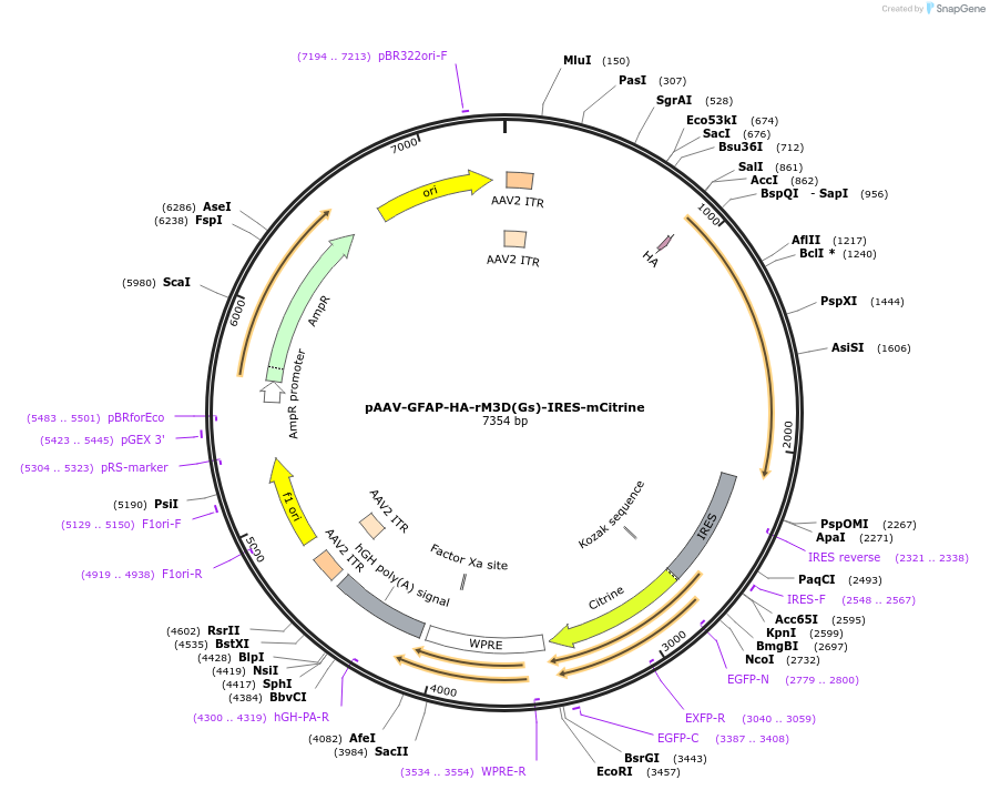 50472-plasmid-map-sequence-id-75495
