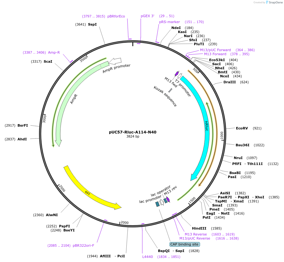 50561-plasmid-map-sequence-id-75541