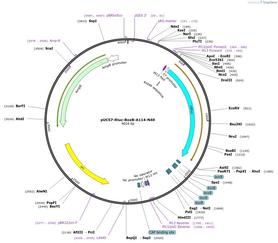 50562-plasmid-map-sequence-id-75545