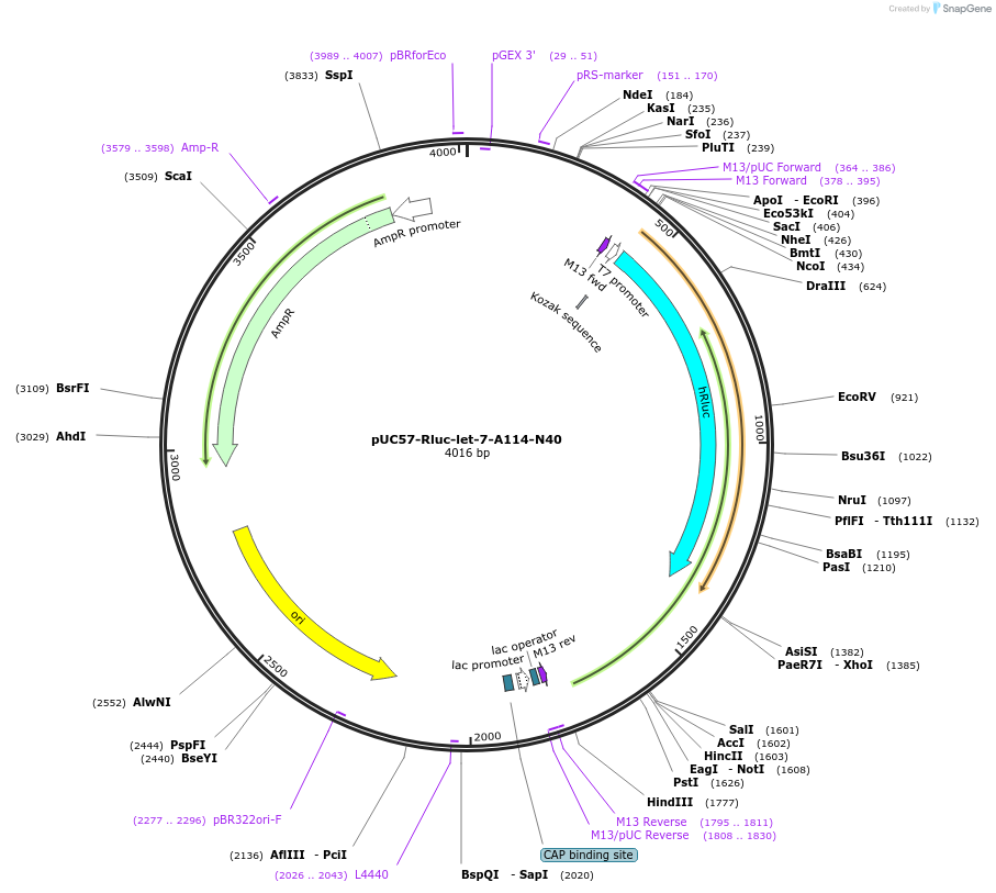 50563-plasmid-map-sequence-id-75546