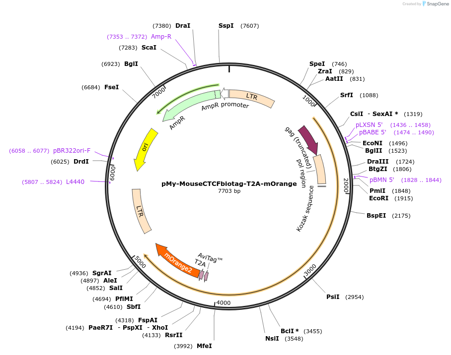 50564-plasmid-map-sequence-id-75568