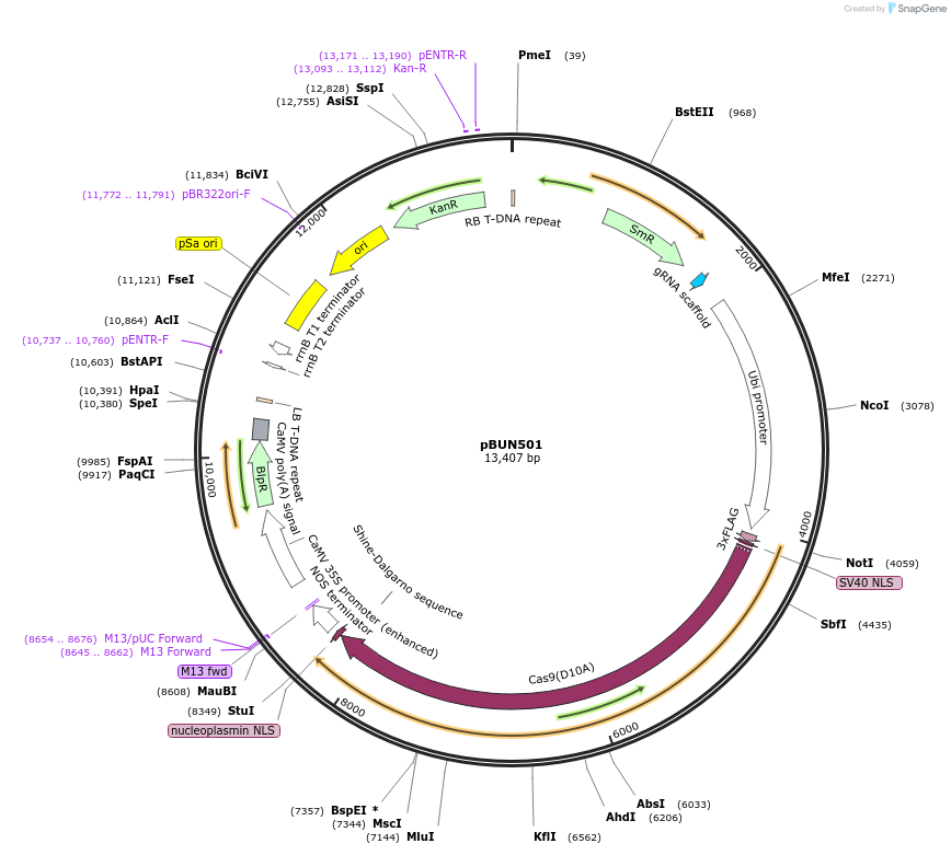 50582-plasmid-map-sequence-id-75642