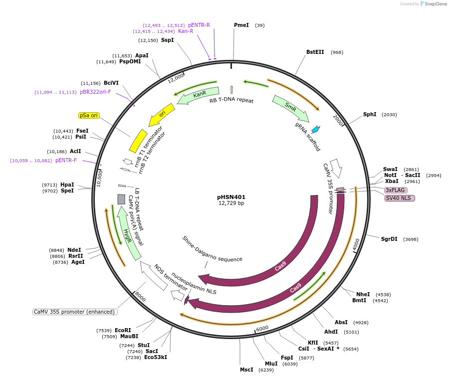 50588-plasmid-map-sequence-id-75660