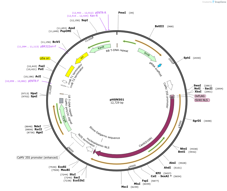 50589-plasmid-map-sequence-id-75662