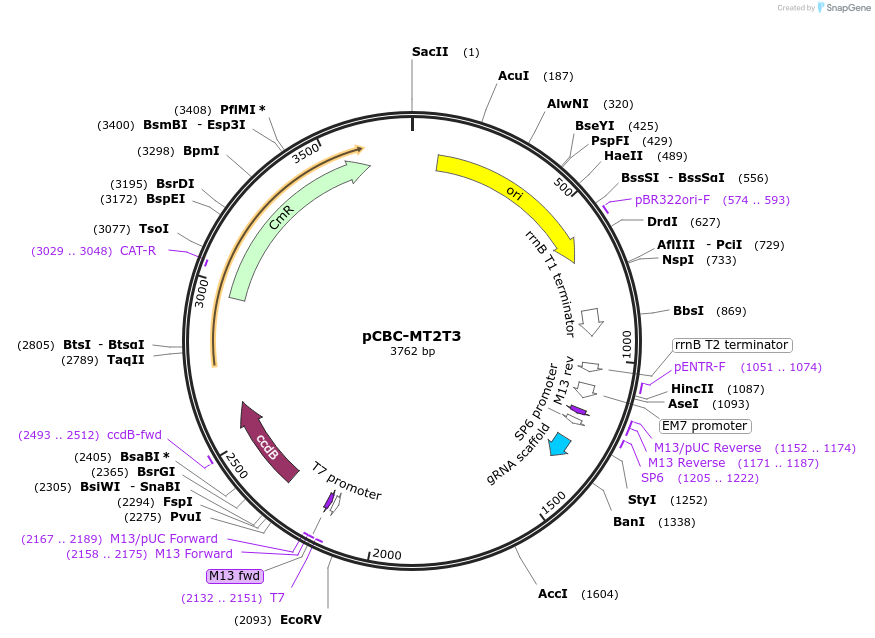50594-plasmid-map-sequence-id-75674