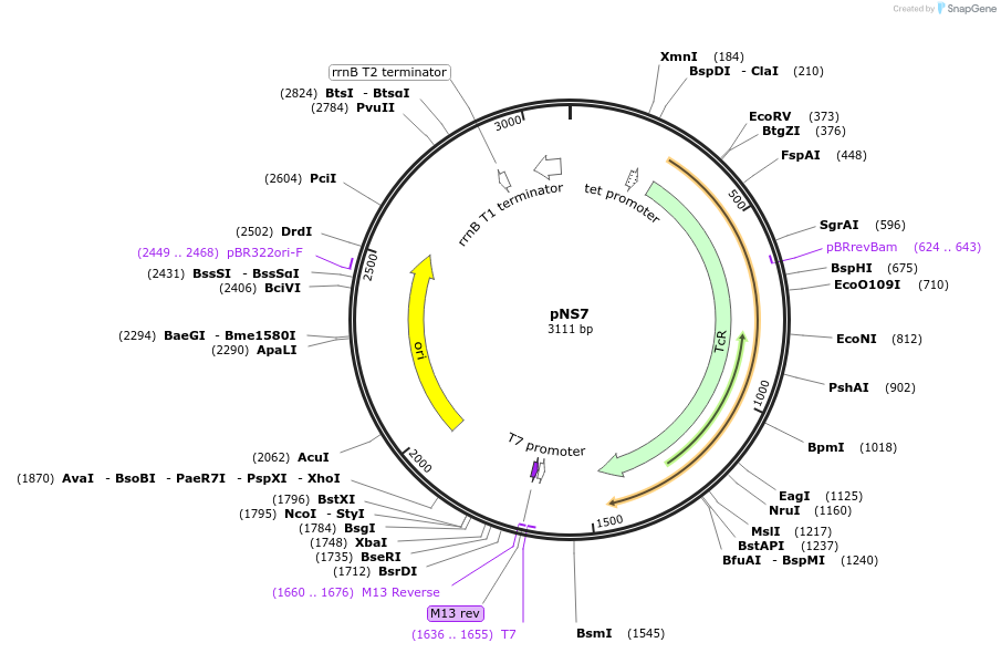 50615-plasmid-map-sequence-id-75696