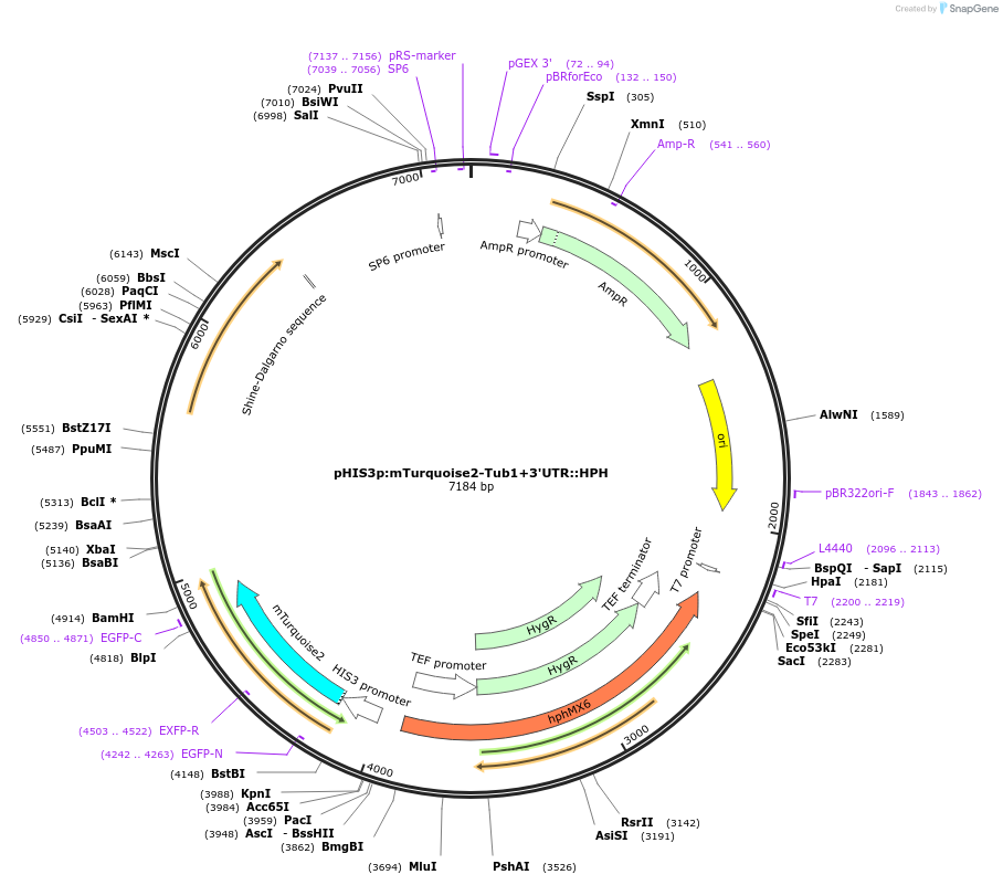 50629-plasmid-map-sequence-id-75744