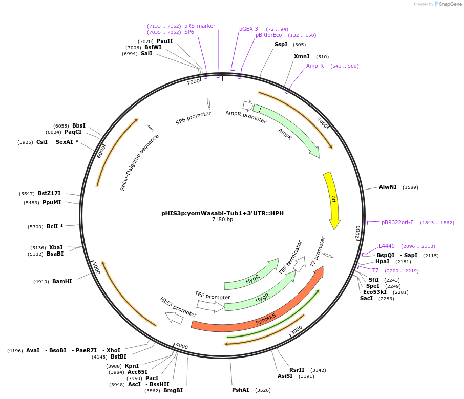 50631-plasmid-map-sequence-id-75746