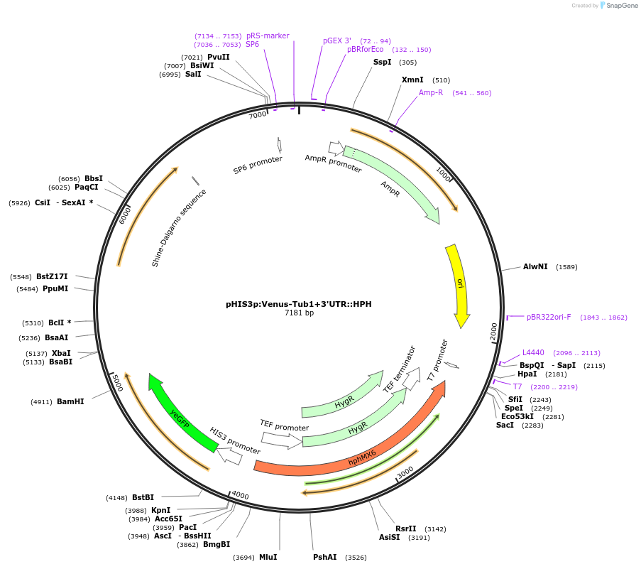 50632-plasmid-map-sequence-id-75747
