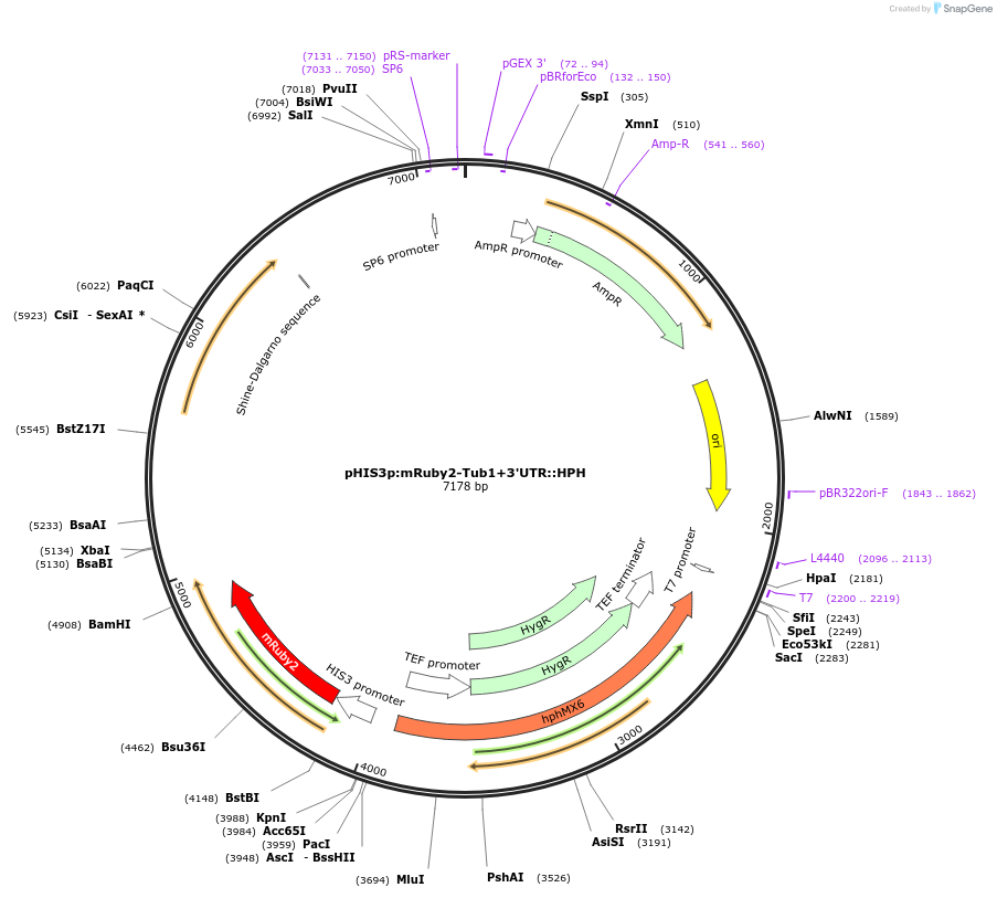 50633-plasmid-map-sequence-id-75748