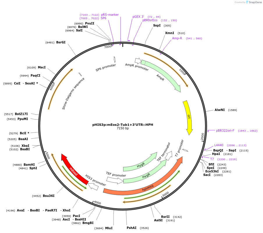 50634-plasmid-map-sequence-id-75749