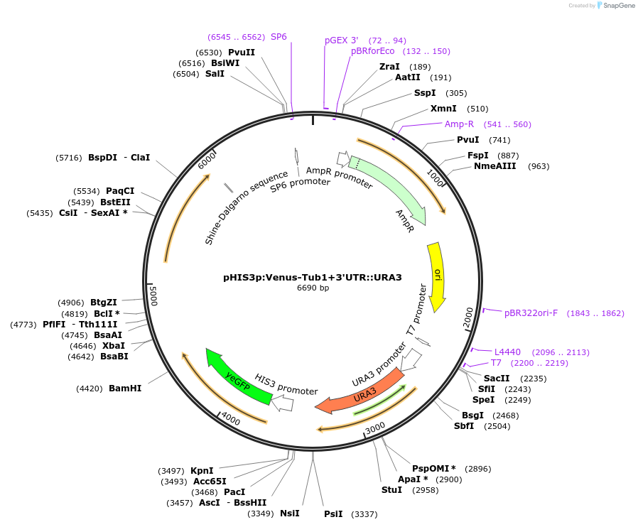50638-plasmid-map-sequence-id-75753