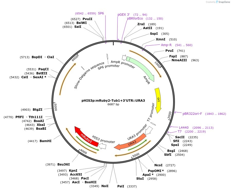 50639-plasmid-map-sequence-id-75754