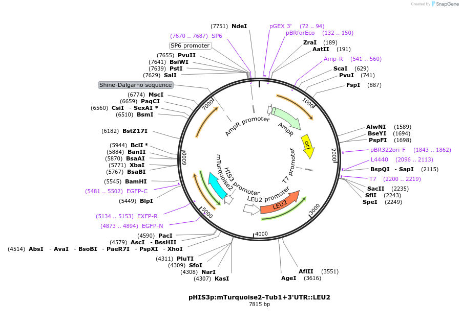 50641-plasmid-map-sequence-id-75756