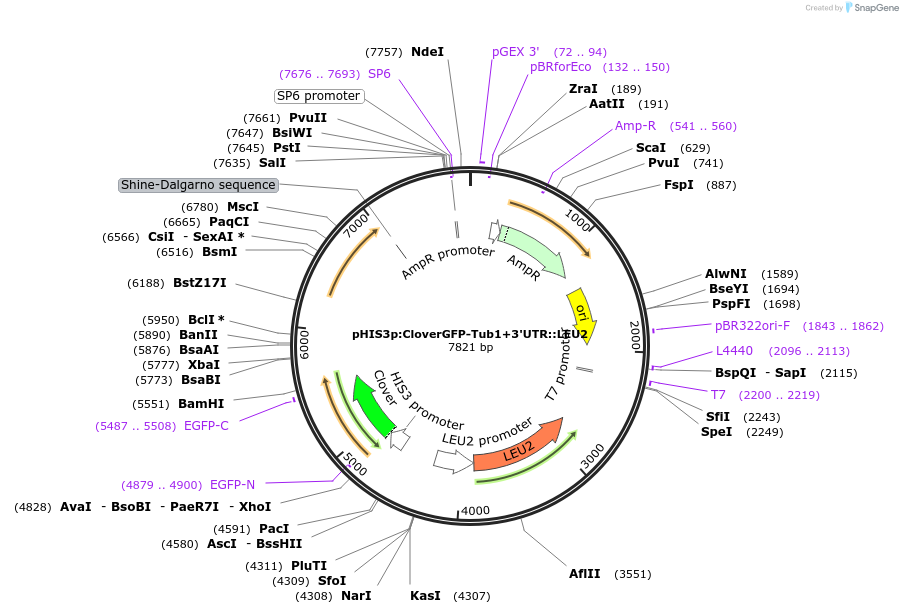 50642-plasmid-map-sequence-id-75757