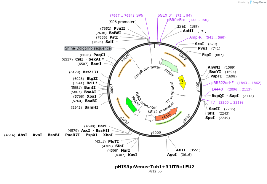 50644-plasmid-map-sequence-id-75759