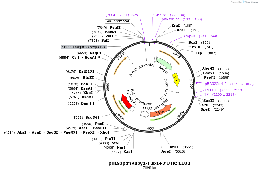 50645-plasmid-map-sequence-id-75760