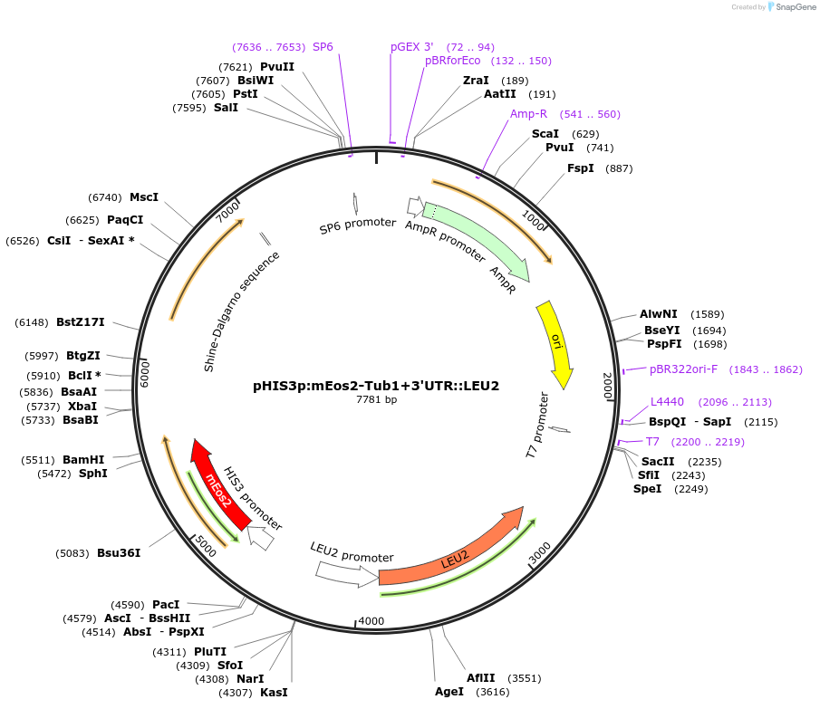 50646-plasmid-map-sequence-id-75761