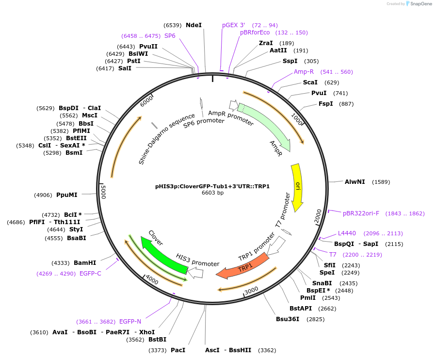 50648-plasmid-map-sequence-id-75763