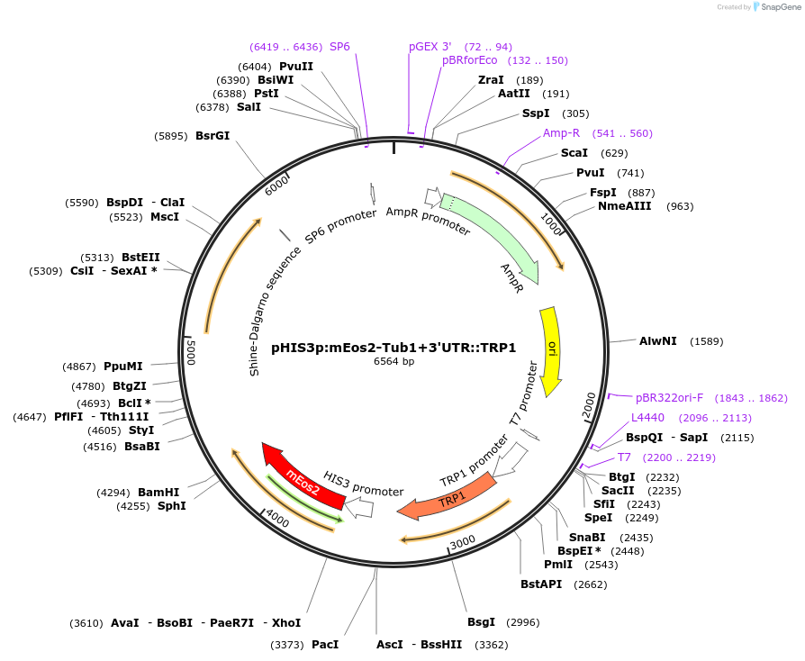 50652-plasmid-map-sequence-id-75767