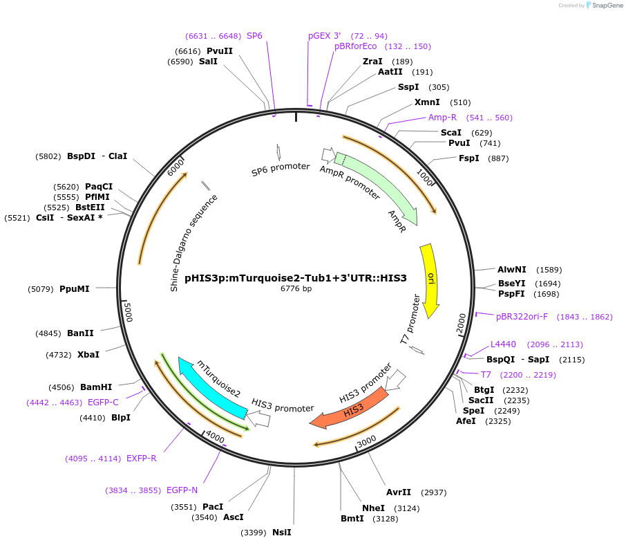 50653-plasmid-map-sequence-id-75768