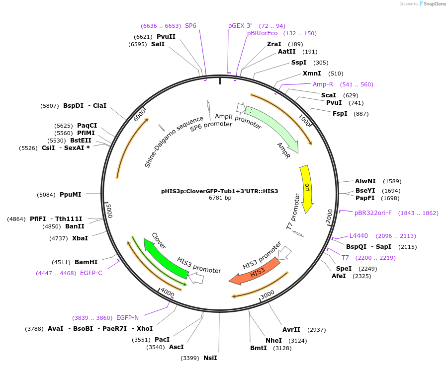 50654-plasmid-map-sequence-id-75769