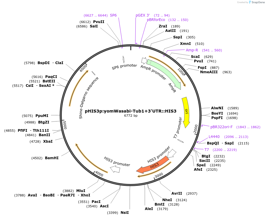 50655-plasmid-map-sequence-id-75770