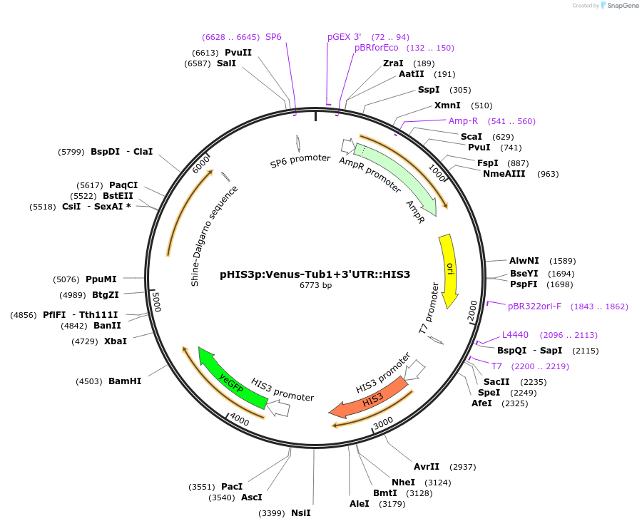 50656-plasmid-map-sequence-id-75771