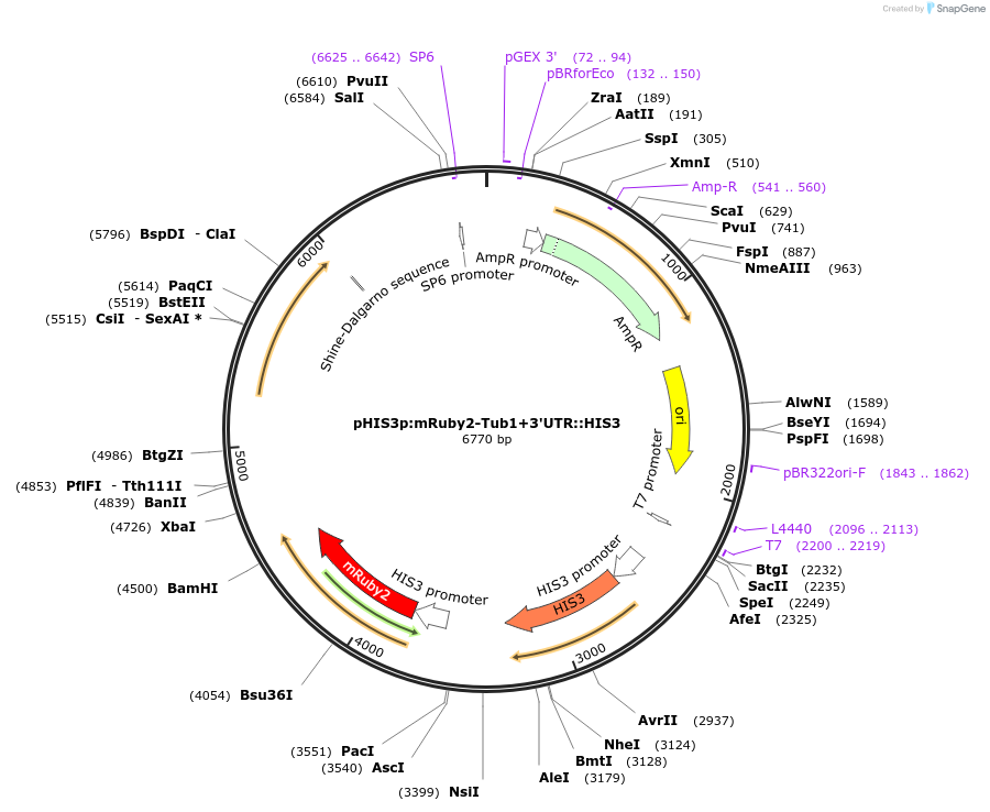 50657-plasmid-map-sequence-id-75772