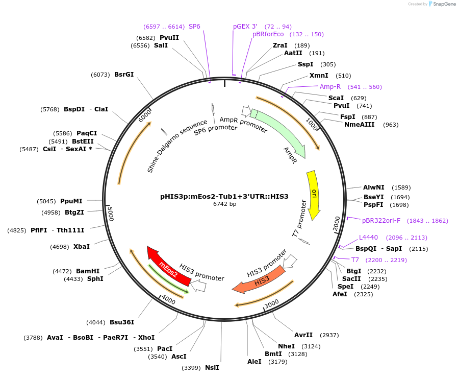 50658-plasmid-map-sequence-id-75773