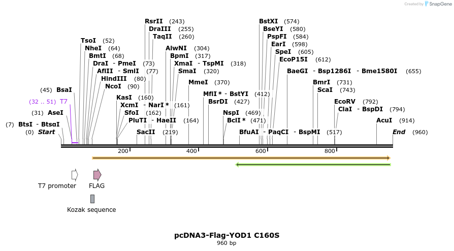 75803_map