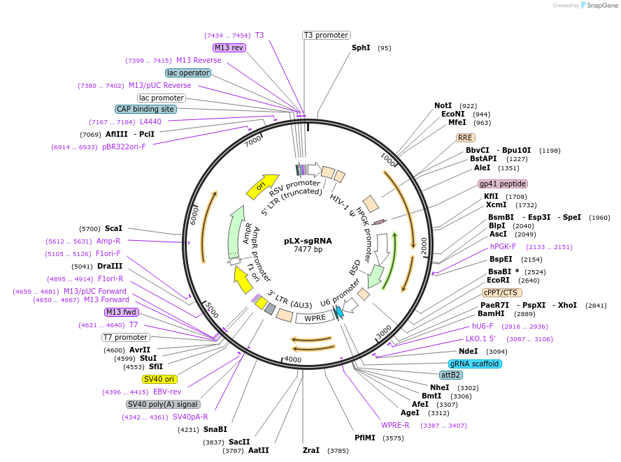 75816_map