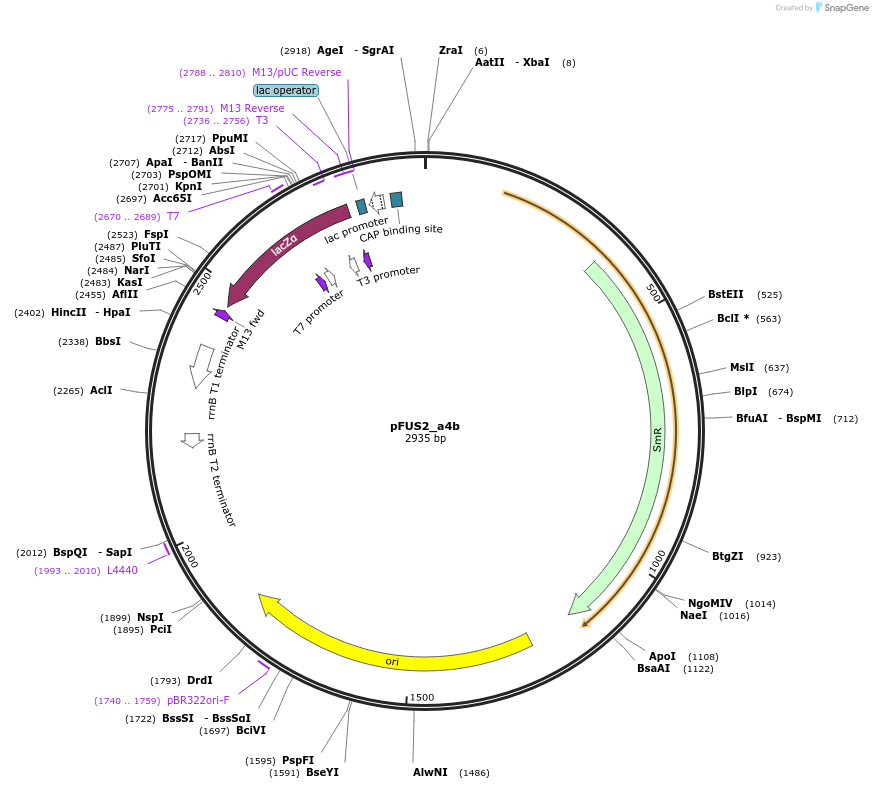 50686-plasmid-map-sequence-id-75847