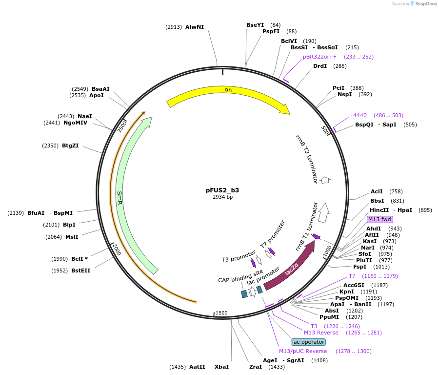 50697-plasmid-map-sequence-id-75850