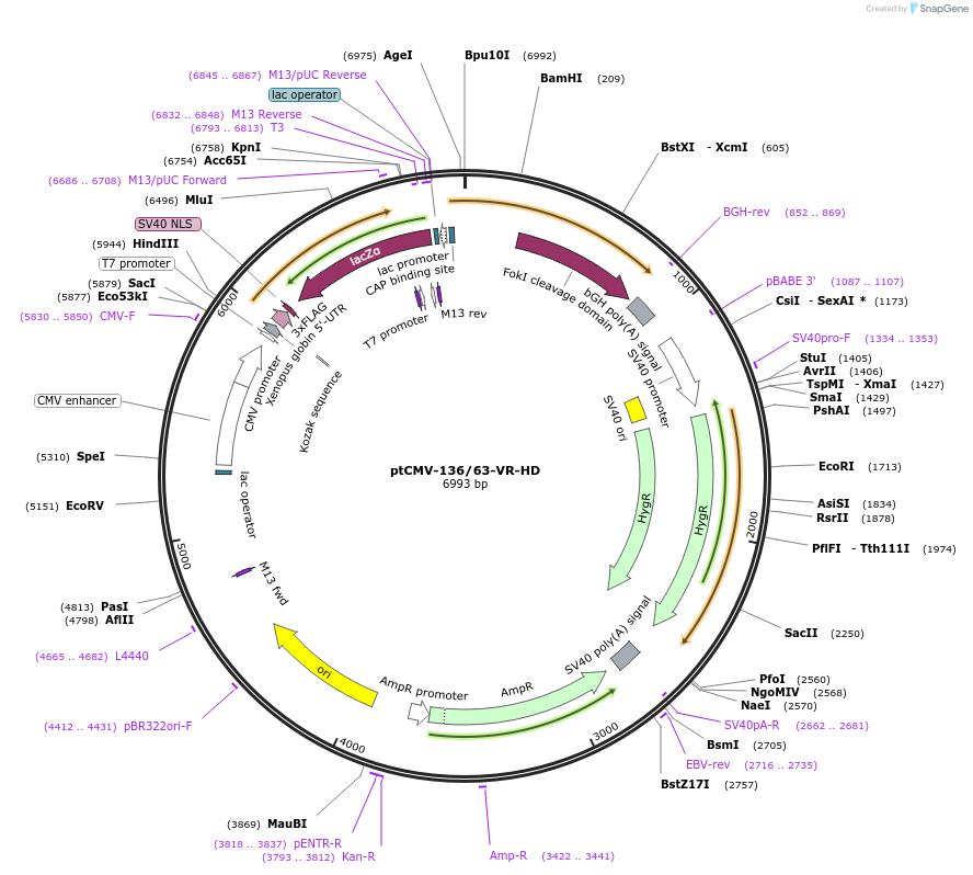 50699-plasmid-map-sequence-id-75852