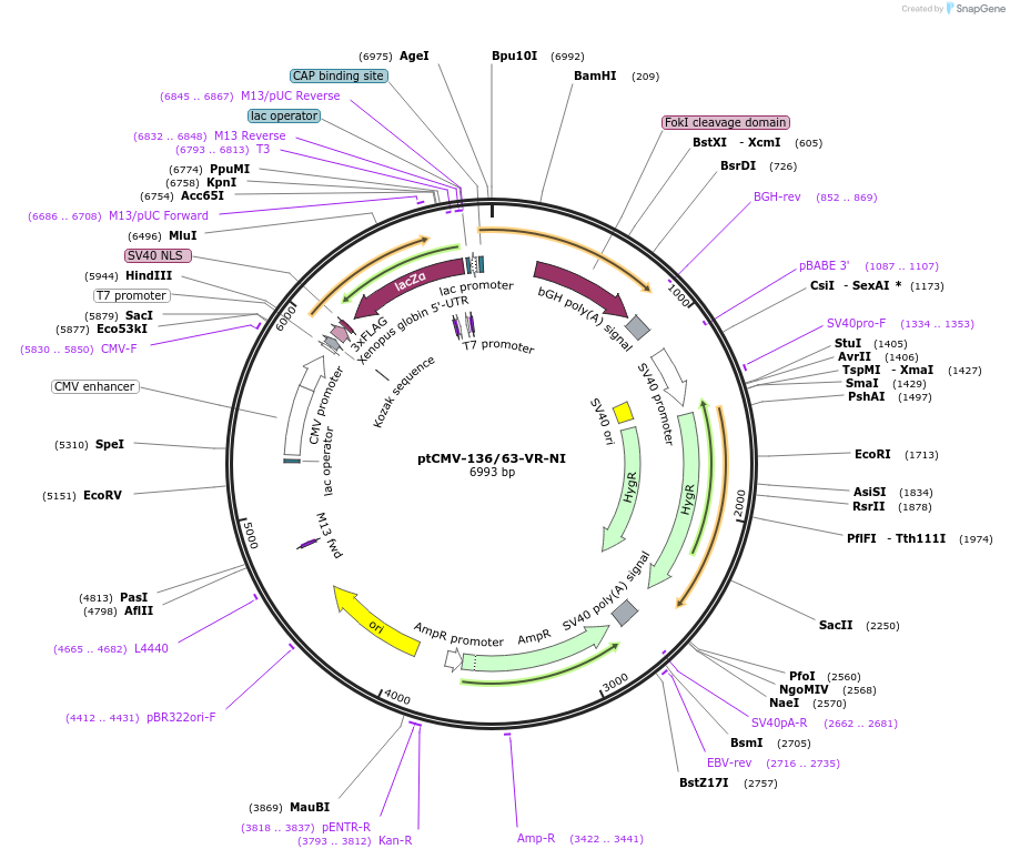 50701-plasmid-map-sequence-id-75854