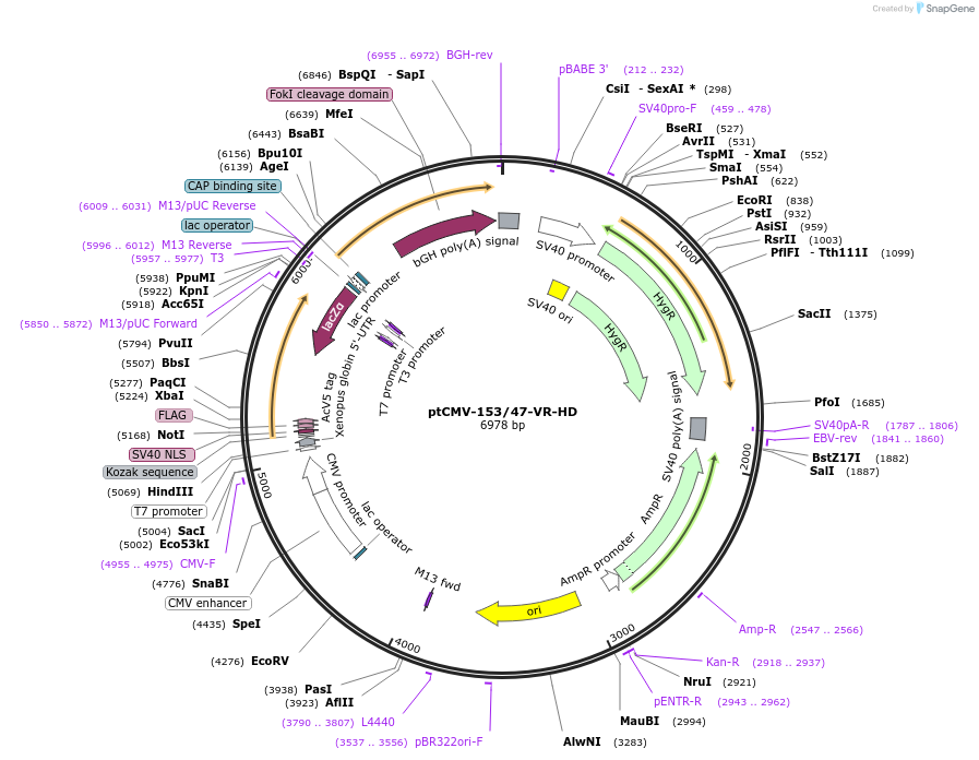 50703-plasmid-map-sequence-id-75856