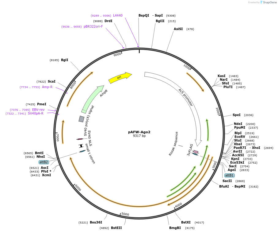 50554-plasmid-map-sequence-id-75862