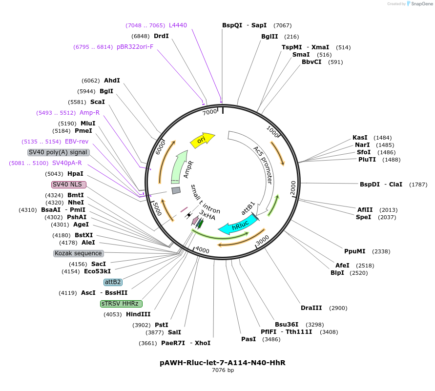 50555-plasmid-map-sequence-id-75863