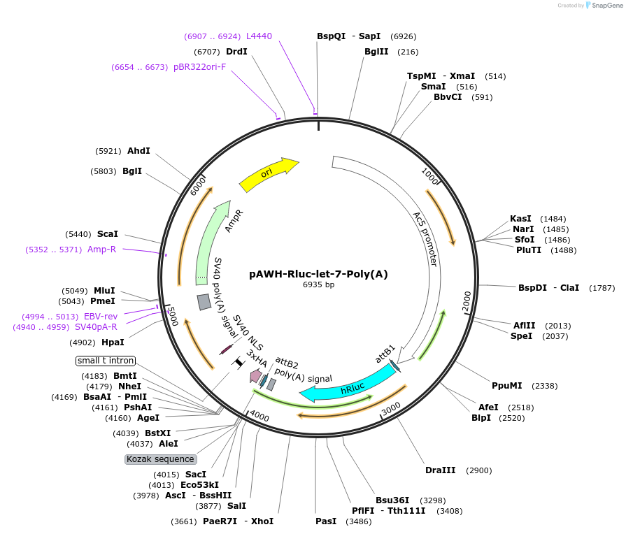 50556-plasmid-map-sequence-id-75864