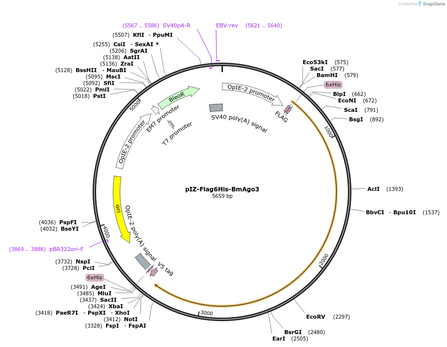 50559-plasmid-map-sequence-id-75895