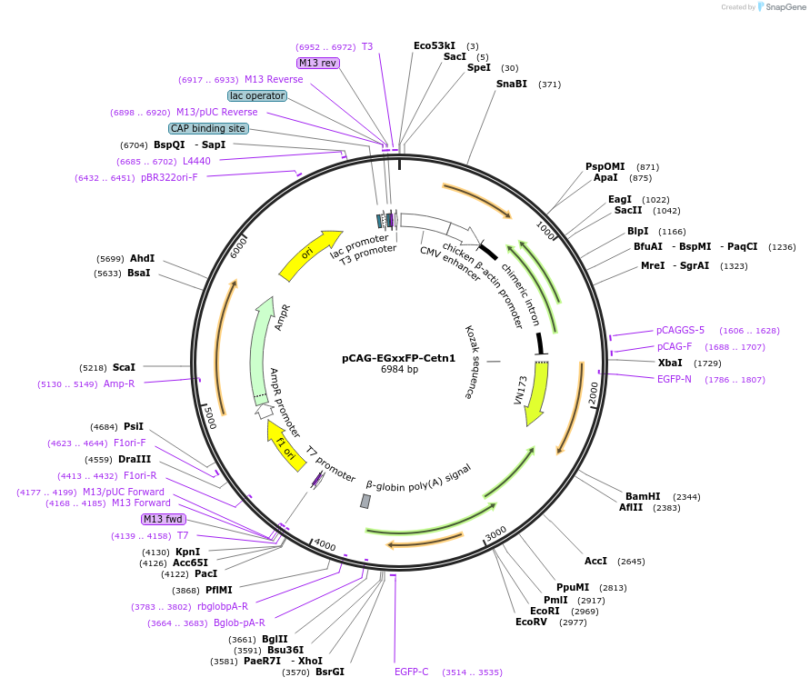 50717-plasmid-map-sequence-id-75952