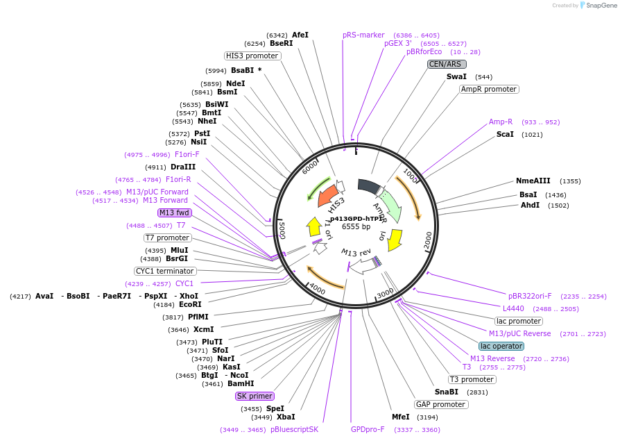 50719-plasmid-map-sequence-id-76055