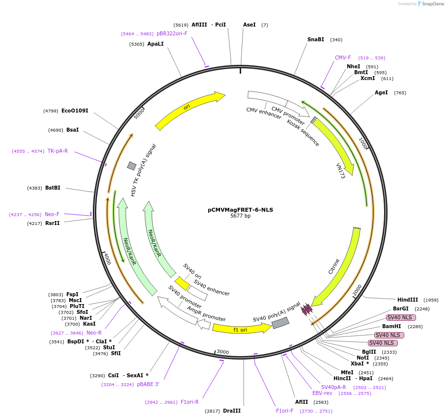 50757-plasmid-map-sequence-id-76086