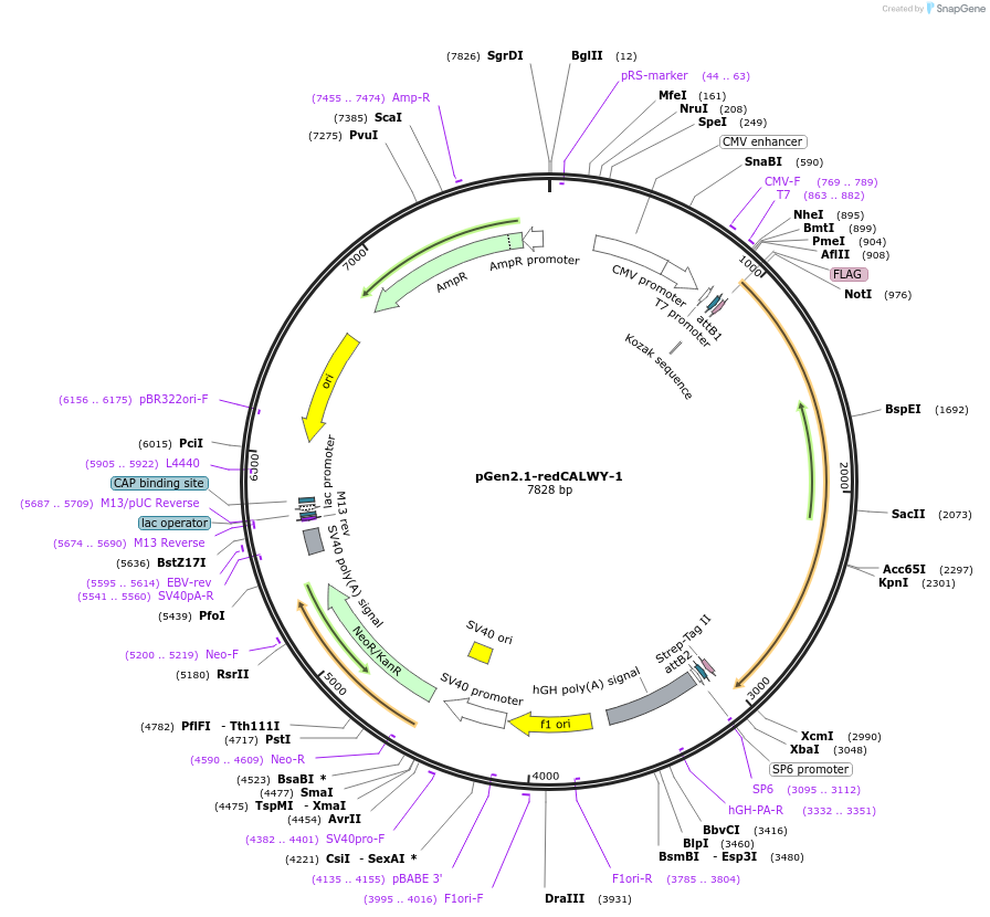 50739-plasmid-map-sequence-id-76088