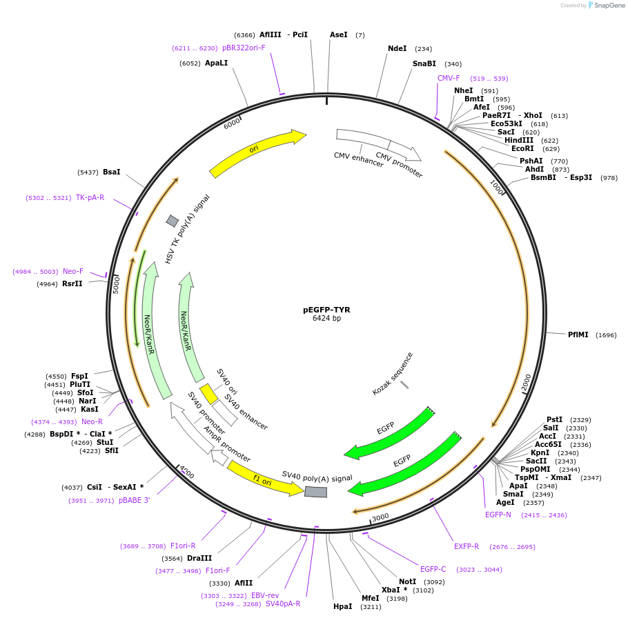 32781-plasmid-map-sequence-id-76121
