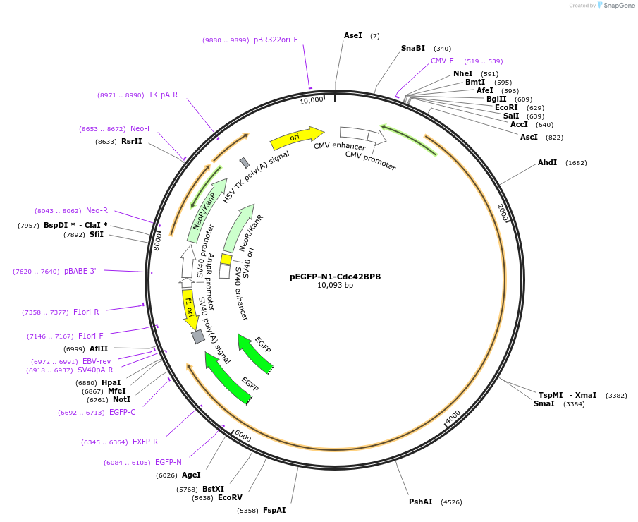 50759-plasmid-map-sequence-id-76123